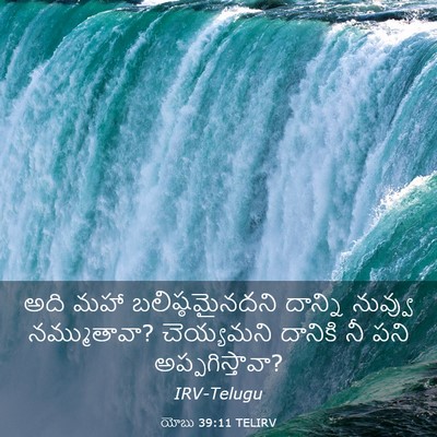 Picture 03 - యోబు 39:11 TELIRV - అది మహా - Bible Verse Picture