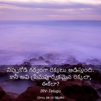 Picture 03 - యోబు 39:13 TELIRV - నిప్పుకోడి - Bible Verse Picture