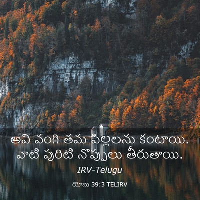 Picture 03 - యోబు 39:3 TELIRV - అవి వంగి తమ - Bible Verse Picture