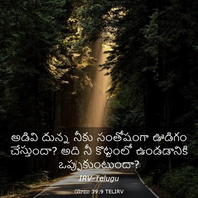 Picture 03 - యోబు 39:9 TELIRV - అడివి దున్న నీకు - Bible Verse Picture