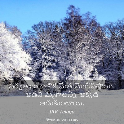 Picture 03 - యోబు 40:20 TELIRV - పర్వతాలు దానికి - Bible Verse Picture