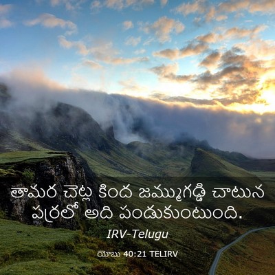 Picture 03 - యోబు 40:21 TELIRV - తామర చెట్ల కింద - Bible Verse Picture