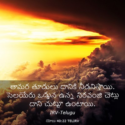 Picture 03 - యోబు 40:22 TELIRV - తామర తూడులు - Bible Verse Picture