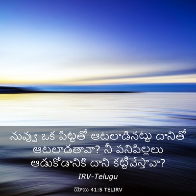 Picture 03 - యోబు 41:5 TELIRV - నువ్వు ఒక పిట్టతో - Bible Verse Picture