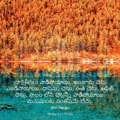 Picture 03 - యోవేలు 1:12 TELIRV - ద్రాక్షతీగలు - Bible Verse Picture