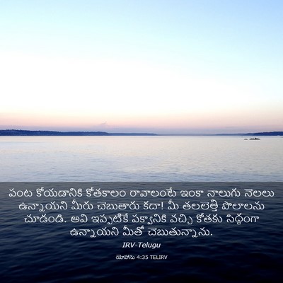 Picture 03 - యోహాను 4:35 TELIRV - పంట కోయడానికి - Bible Verse Picture