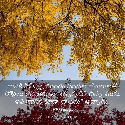 Picture 03 - యోహాను 6:7 TELIRV - దానికి ఫిలిప్పు, - Bible Verse Picture