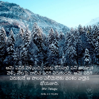 Picture 03 - రూతు 2:3 TELIRV - ఆమె పనికి - Bible Verse Picture