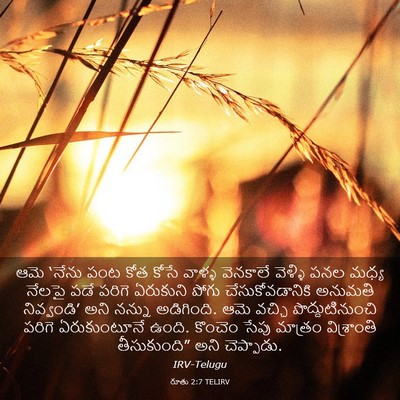 Picture 03 - రూతు 2:7 TELIRV - ఆమె ‘నేను పంట కోత - Bible Verse Picture