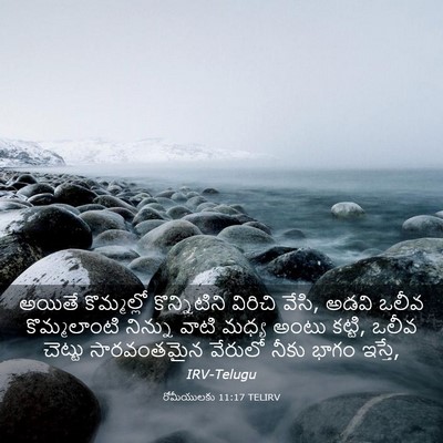 Picture 03 - రోమీయులకు 11:17 TELIRV - అయితే కొమ్మల్లో - Bible Verse Picture