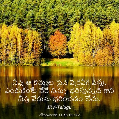 Picture 03 - రోమీయులకు 11:18 TELIRV - నీవు ఆ కొమ్మల పైన - Bible Verse Picture