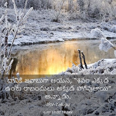 Picture 03 - లూకా 17:37 TELIRV - దానికి జవాబుగా - Bible Verse Picture