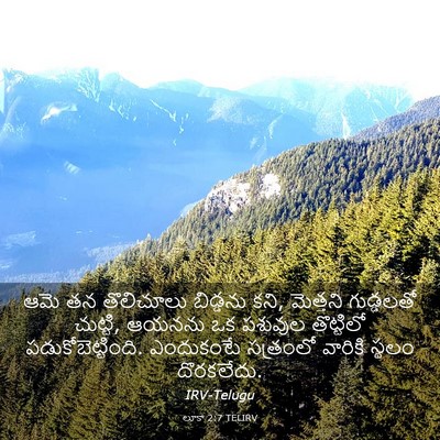 Picture 03 - లూకా 2:7 TELIRV - ఆమె తన తొలిచూలు - Bible Verse Picture