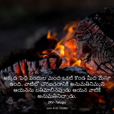 Picture 03 - లూకా 8:32 TELIRV - అక్కడ పెద్ద పందుల - Bible Verse Picture