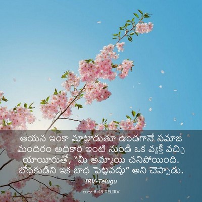 Picture 03 - లూకా 8:49 TELIRV - ఆయన ఇంకా - Bible Verse Picture