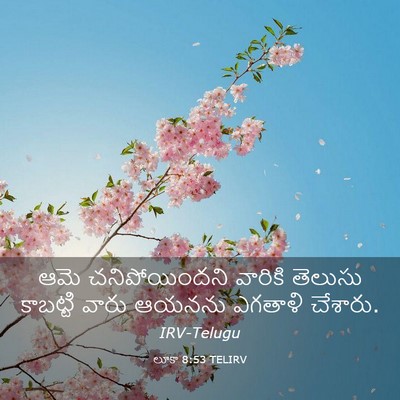 Picture 03 - లూకా 8:53 TELIRV - ఆమె చనిపోయిందని - Bible Verse Picture