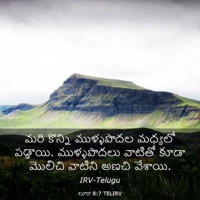 Picture 03 - లూకా 8:7 TELIRV - మరి కొన్ని - Bible Verse Picture