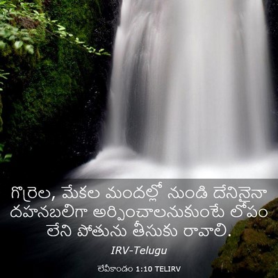 Picture 03 - లేవీకాండం 1:10 TELIRV - గొర్రెల, మేకల - Bible Verse Picture