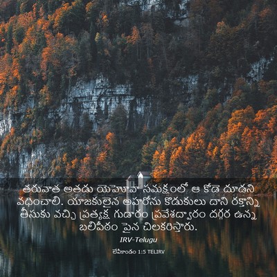 Picture 03 - లేవీకాండం 1:5 TELIRV - తరువాత అతడు - Bible Verse Picture