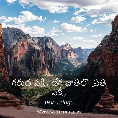 Picture 03 - లేవీకాండం 11:14 TELIRV - గరుడ పక్షి, డేగ - Bible Verse Picture