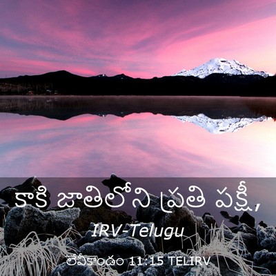 Picture 03 - లేవీకాండం 11:15 TELIRV - కాకి జాతిలోని - Bible Verse Picture
