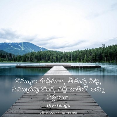Picture 03 - లేవీకాండం 11:16 TELIRV - కొమ్ముల గుడ్లగూబ, - Bible Verse Picture