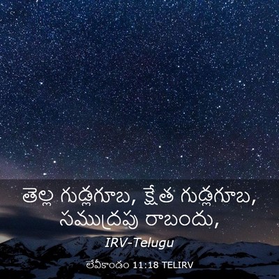 Picture 03 - లేవీకాండం 11:18 TELIRV - తెల్ల గుడ్లగూబ, - Bible Verse Picture