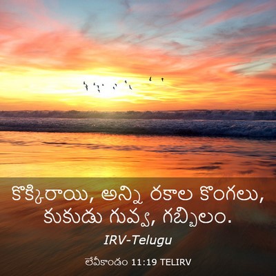 Picture 03 - లేవీకాండం 11:19 TELIRV - కొక్కిరాయి, అన్ని - Bible Verse Picture
