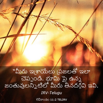 Picture 03 - లేవీకాండం 11:2 TELIRV - “మీరు ఇశ్రాయేలు - Bible Verse Picture
