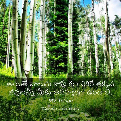 Picture 03 - లేవీకాండం 11:23 TELIRV - అయితే నాలుగు - Bible Verse Picture