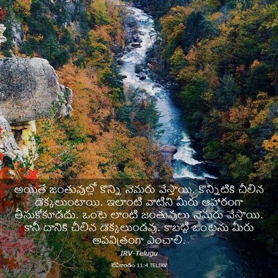 Picture 03 - లేవీకాండం 11:4 TELIRV - అయితే జంతువుల్లో - Bible Verse Picture