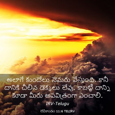 Picture 03 - లేవీకాండం 11:6 TELIRV - అలాగే కుందేలు - Bible Verse Picture