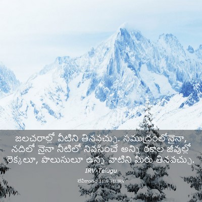 Picture 03 - లేవీకాండం 11:9 TELIRV - జలచరాల్లో వీటిని - Bible Verse Picture