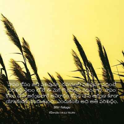 Picture 03 - లేవీకాండం 14:13 TELIRV - పాపం కోసం బలి - Bible Verse Picture