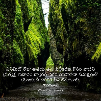 Picture 03 - లేవీకాండం 14:23 TELIRV - ఎనిమిదో రోజు అతడు - Bible Verse Picture