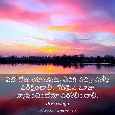 Picture 03 - లేవీకాండం 14:39 TELIRV - ఏడో రోజు యాజకుడు - Bible Verse Picture