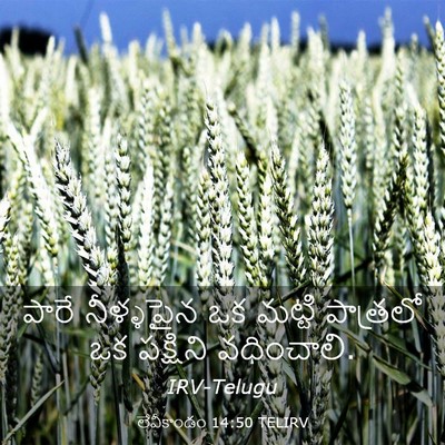 Picture 03 - లేవీకాండం 14:50 TELIRV - పారే నీళ్ళపైన ఒక - Bible Verse Picture