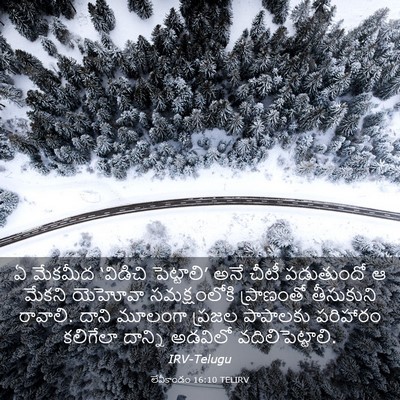 Picture 03 - లేవీకాండం 16:10 TELIRV - ఏ మేకమీద ‘విడిచి - Bible Verse Picture
