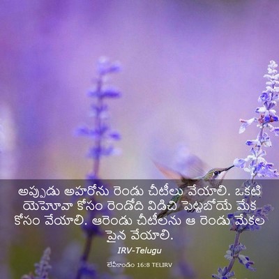 Picture 03 - లేవీకాండం 16:8 TELIRV - అప్పుడు అహరోను - Bible Verse Picture