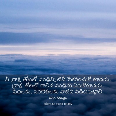 Picture 03 - లేవీకాండం 19:10 TELIRV - నీ ద్రాక్ష తోటలో - Bible Verse Picture