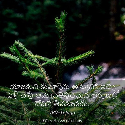 Picture 03 - లేవీకాండం 22:12 TELIRV - యాజకుని - Bible Verse Picture