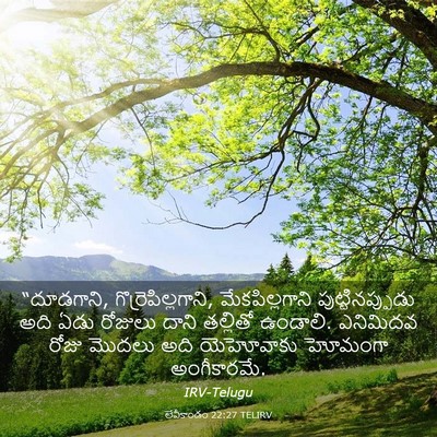 Picture 03 - లేవీకాండం 22:27 TELIRV - “దూడగాని, - Bible Verse Picture