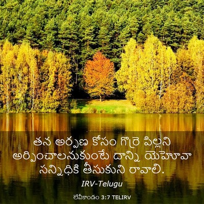 Picture 03 - లేవీకాండం 3:7 TELIRV - తన అర్పణ కోసం - Bible Verse Picture
