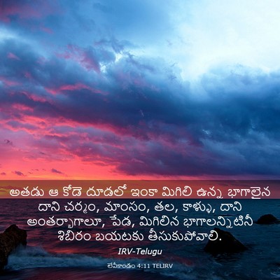 Picture 03 - లేవీకాండం 4:11 TELIRV - అతడు ఆ కోడె దూడలో - Bible Verse Picture