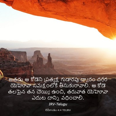 Picture 03 - లేవీకాండం 4:4 TELIRV - అతడు ఆ కోడెని - Bible Verse Picture