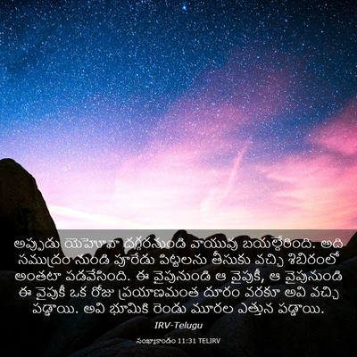 Picture 03 - సంఖ్యాకాండం 11:31 TELIRV - అప్పుడు యెహోవా - Bible Verse Picture