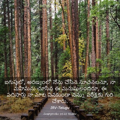Picture 03 - సంఖ్యాకాండం 14:22 TELIRV - ఐగుప్తులో, - Bible Verse Picture