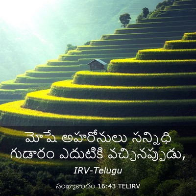 Picture 03 - సంఖ్యాకాండం 16:43 TELIRV - మోషే అహరోనులు - Bible Verse Picture