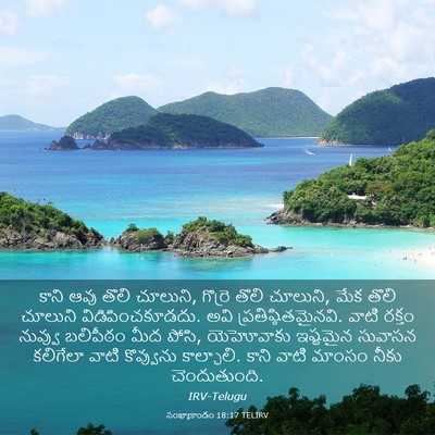 Picture 03 - సంఖ్యాకాండం 18:17 TELIRV - కాని ఆవు తొలి - Bible Verse Picture