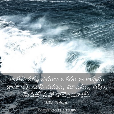 Picture 03 - సంఖ్యాకాండం 19:5 TELIRV - అతని కళ్ళ ఎదుట - Bible Verse Picture